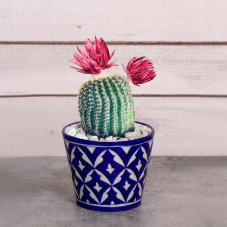 Jaipur Blue Pottery Round Planter with a cactus and blooming flower
